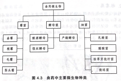 曲藥中的主要微生物種類.jpg